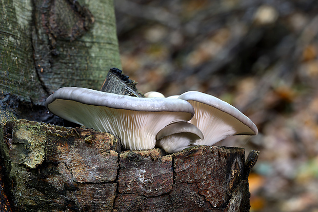 hliva ustricovitá modrastá Pleurotus columbinus Quél.