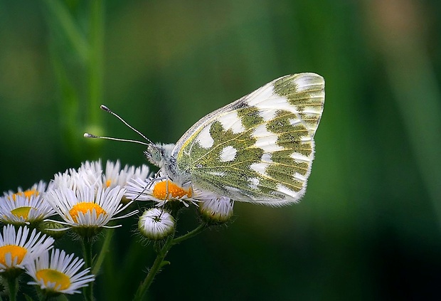 mlynárik rezedový (sk) / bělásek (cz) Pontia edusa (Linnaeus, 1758)