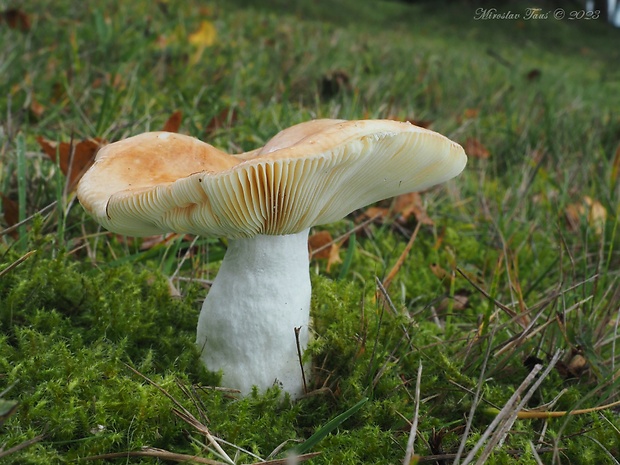 plávka veľká Russula intermedia P. Karst.