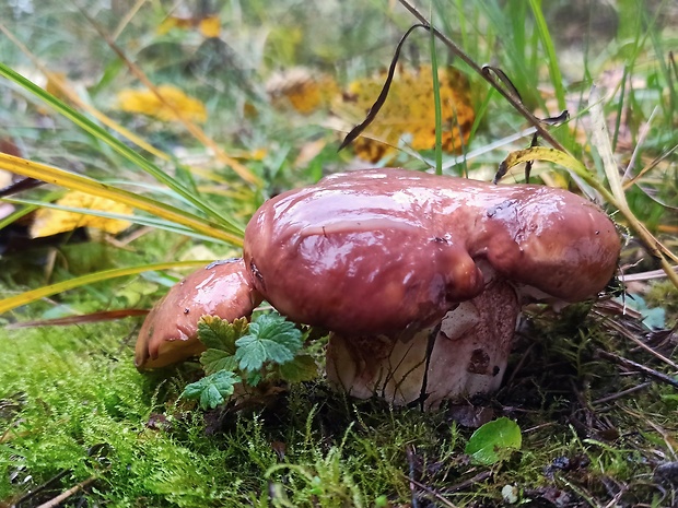 masliak obyčajný Suillus luteus (L.) Roussel