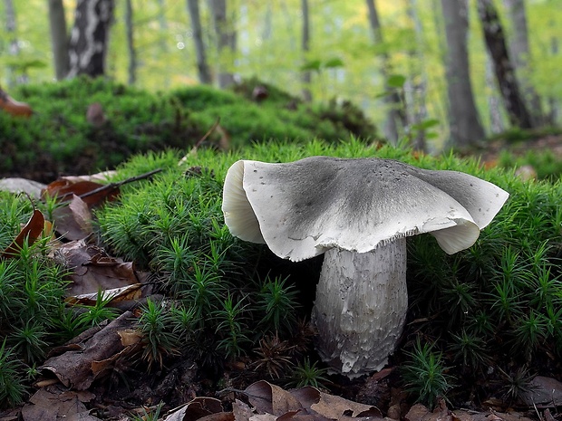 čírovka mydlová Tricholoma saponaceum (Fr.) P. Kumm.