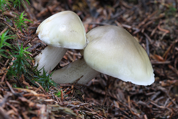 čírovka mydlová Tricholoma saponaceum (Fr.) P. Kumm.