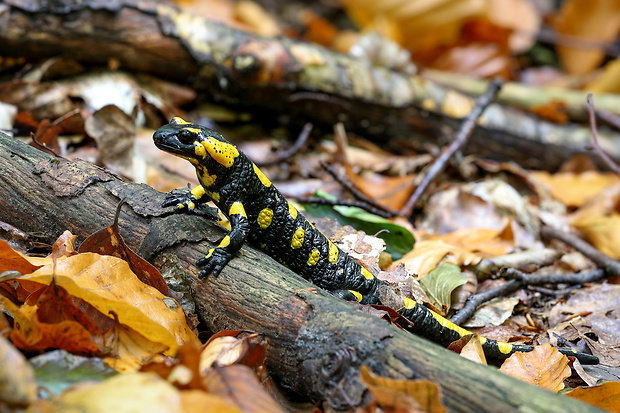 salamandra škvrnitá