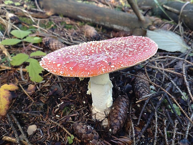 muchotrávka červená Amanita muscaria (L.) Lam.