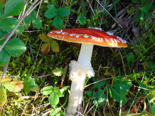 muchotrávka červená Amanita muscaria (L.) Lam.