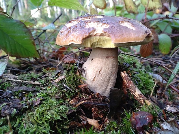 hríb smrekový Boletus edulis Bull.