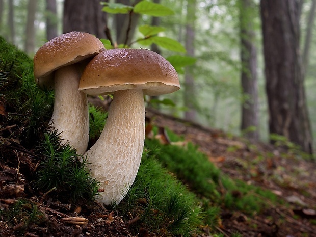 hríb smrekový Boletus edulis Bull.