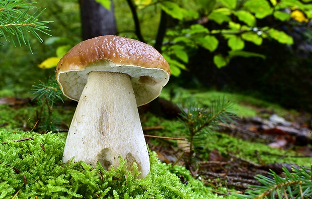 hríb smrekový Boletus edulis Bull.