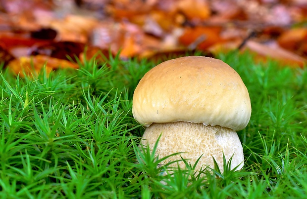 hríb smrekový Boletus edulis Bull.