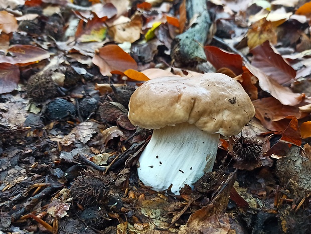 hríb smrekový Boletus edulis Bull.