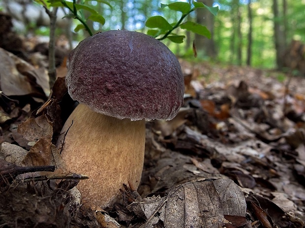 hríb sosnový Boletus pinophilus Pil. et Dermek in Pil.