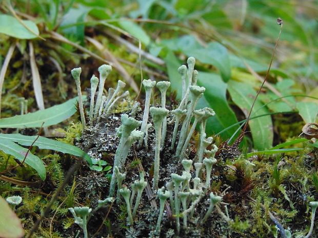 dutohlávka riasnatá Cladonia fimbriata (L.) Fr.