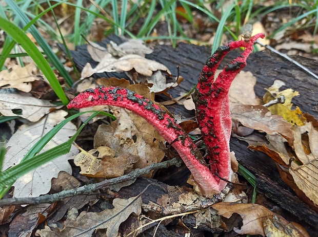 mrežovka kvetovitá Clathrus archeri (Berk.) Dring