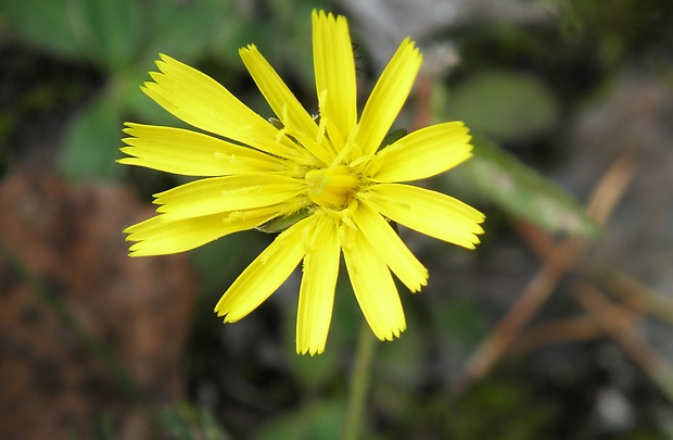 škarda vláskovitá Crepis capillaris (L.) Wallr.