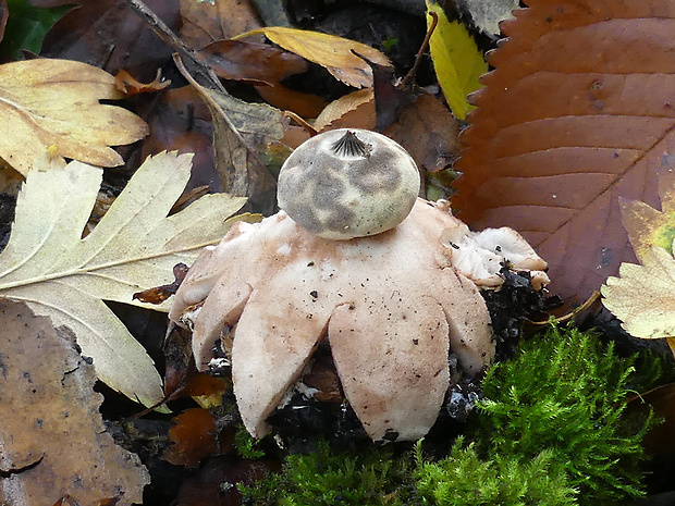 hviezdovka Berkeleyova Geastrum berkeleyi Massee