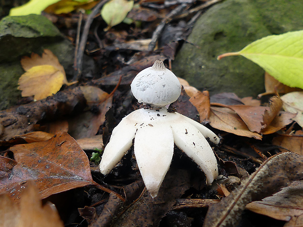 hviezdovka golierikovitá Geastrum striatum DC.