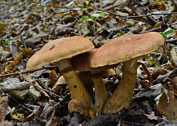 šupinovec nádherný Gymnopilus junonius (Fr.) P.D. Orton