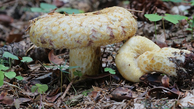 rýdzik nádherný Lactarius repraesentaneus Britzelm.