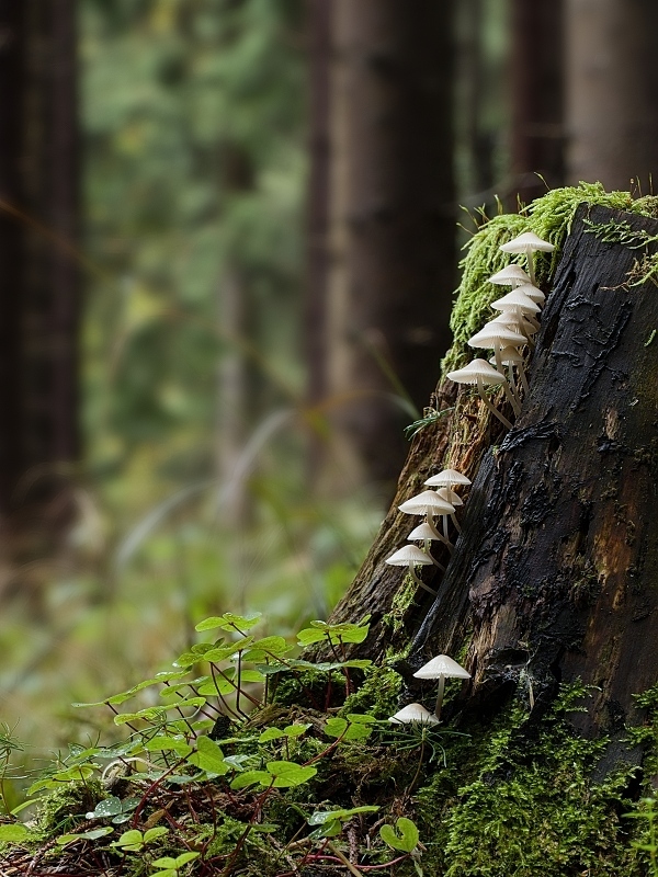 prilbička olivovožltá Mycena arcangeliana Bres.