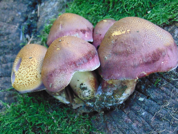 čírovec červenožltý Tricholomopsis rutilans (Schaeff.) Singer