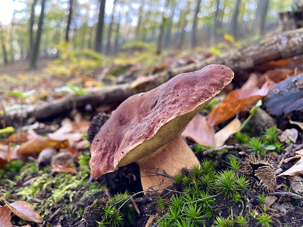 hríb sosnový Boletus pinophilus Pil. et Dermek in Pil.