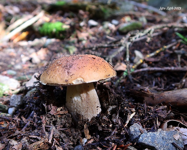 hríb smrekový Boletus edulis Bull.