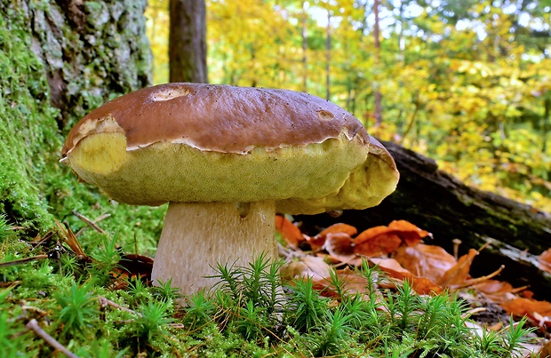 hríb smrekový Boletus edulis Bull.