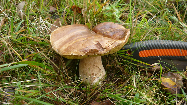 hríb smrekový Boletus edulis Bull.