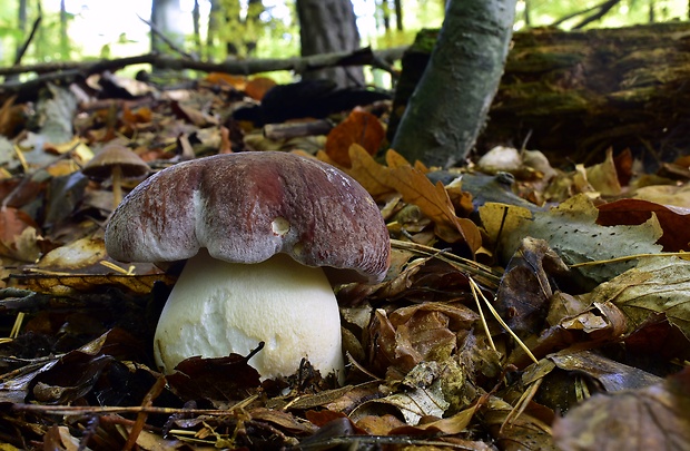 hríb sosnový Boletus pinophilus Pil. et Dermek in Pil.