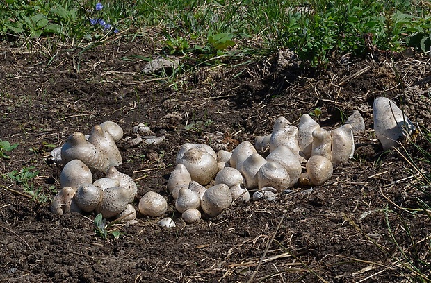 strieška bedľovitá Chlorophyllum agaricoides (Czern.) Vellinga