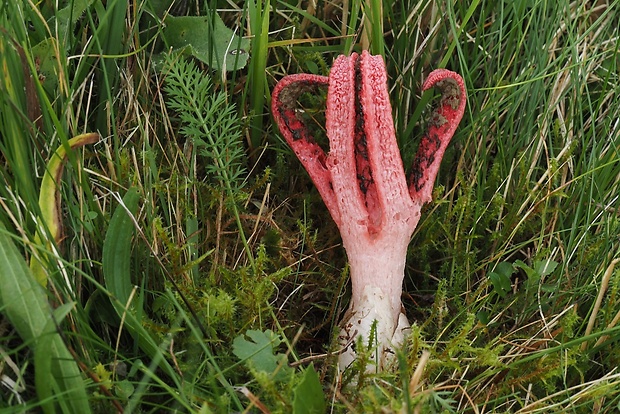 mrežovka kvetovitá Clathrus archeri (Berk.) Dring