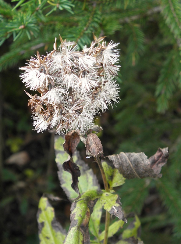 konopáč obyčajný  Eupatorium cannabinum L.