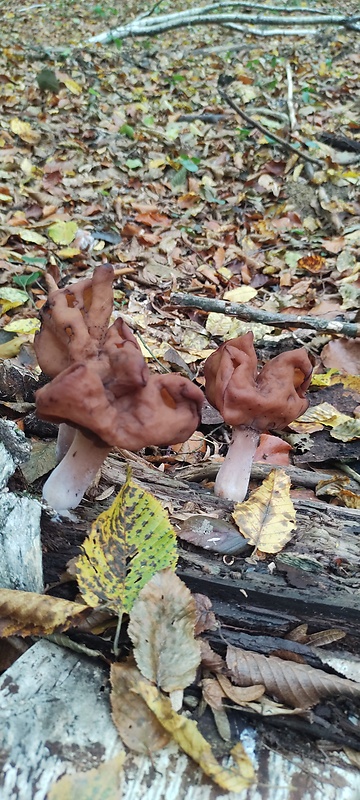 ušiak mitrovitý Gyromitra infula (Schaeff.) Quél.