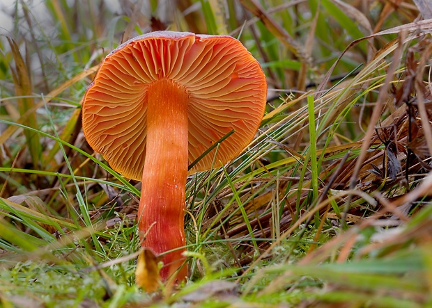 lúčnica granátovočervená Hygrocybe punicea (Fr.) P. Kumm.