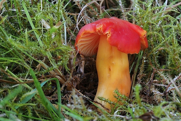 lúčnica nádherná Hygrocybe splendidissima (P.D. Orton) M.M. Moser