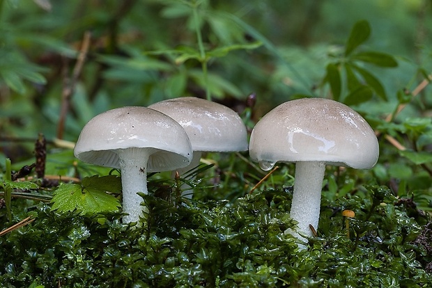 šťavnačka voňavá Hygrophorus agathosmus (Fr.) Fr.