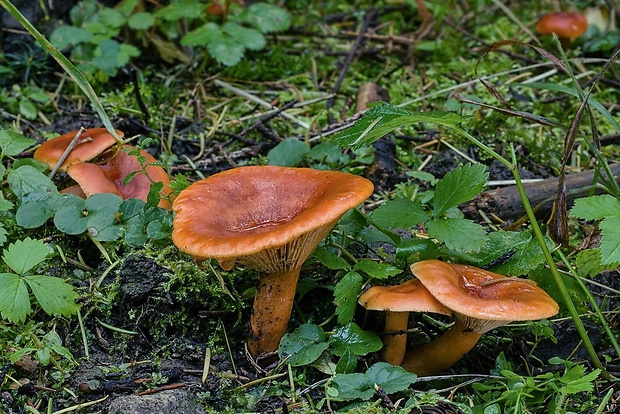 rýdzik pomarančový Lactarius aurantiacus (Pers.) Gray