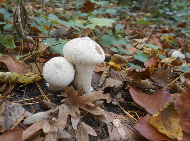 prášnica bradavičnatá Lycoperdon perlatum Pers.