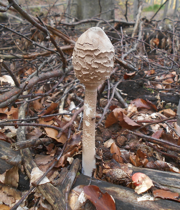 bedľa vysoká Macrolepiota procera (Scop.) Singer