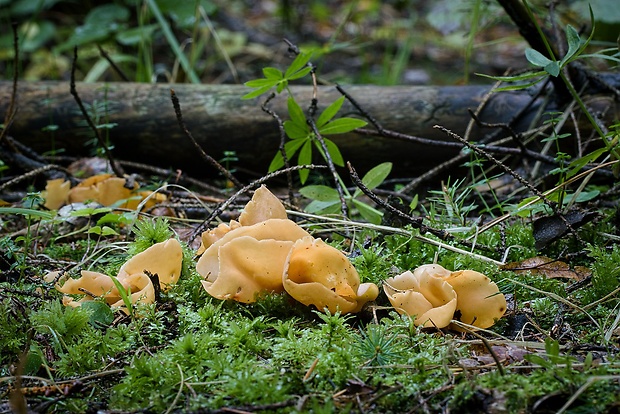 uško oslie Otidea onotica (Pers.) Fuckel