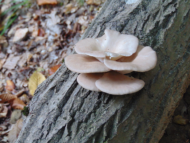 hliva Pleurotus sp.