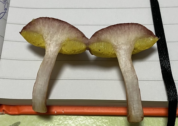 zlatohríb úhľadný Aureoboletus gentilis (Quél.) Pouzar