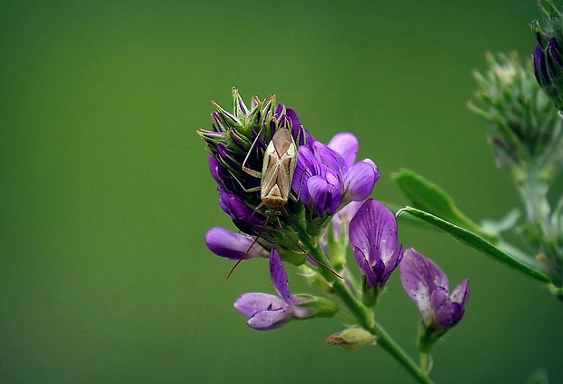 bzdôška lucernová (sk) / klopuška světlá (cz) Adelphocoris lineolatus (Goeze, 1778)