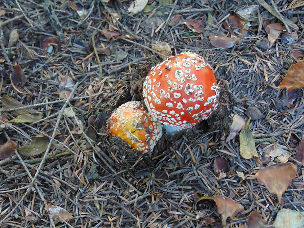 muchotrávka červená Amanita muscaria (L.) Lam.