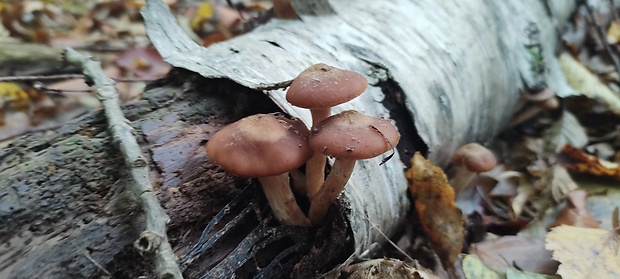 podpňovka Armillaria sp.