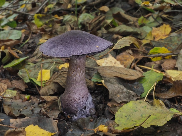 pavučinovec Cortinarius sp.