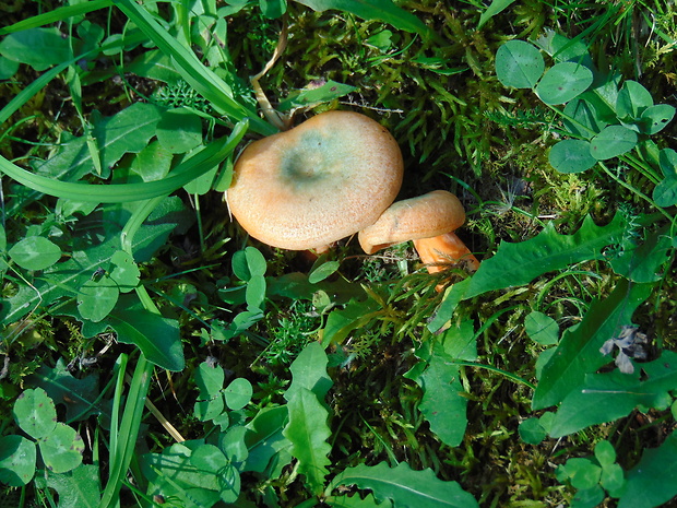 rýdzik Lactarius sp.