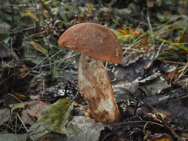 kozák dubový Leccinum aurantiacum (Bull.) Gray