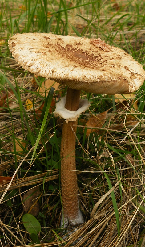 bedľa vysoká Macrolepiota procera (Scop.) Singer