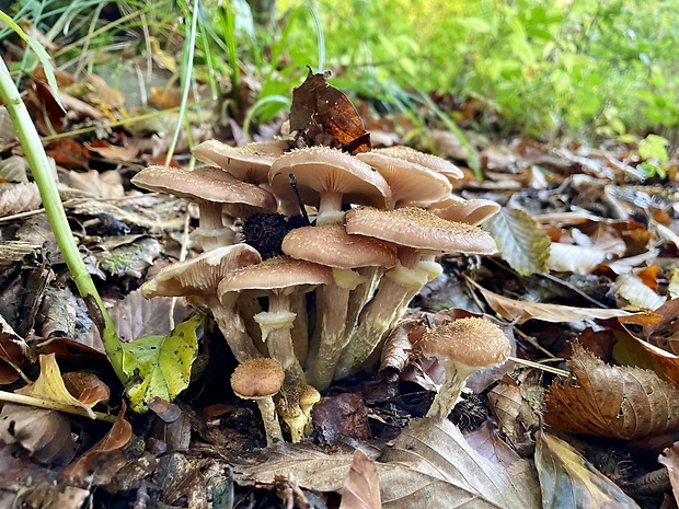 podpňovka obyčajná Armillaria mellea (Vahl) P. Kumm.